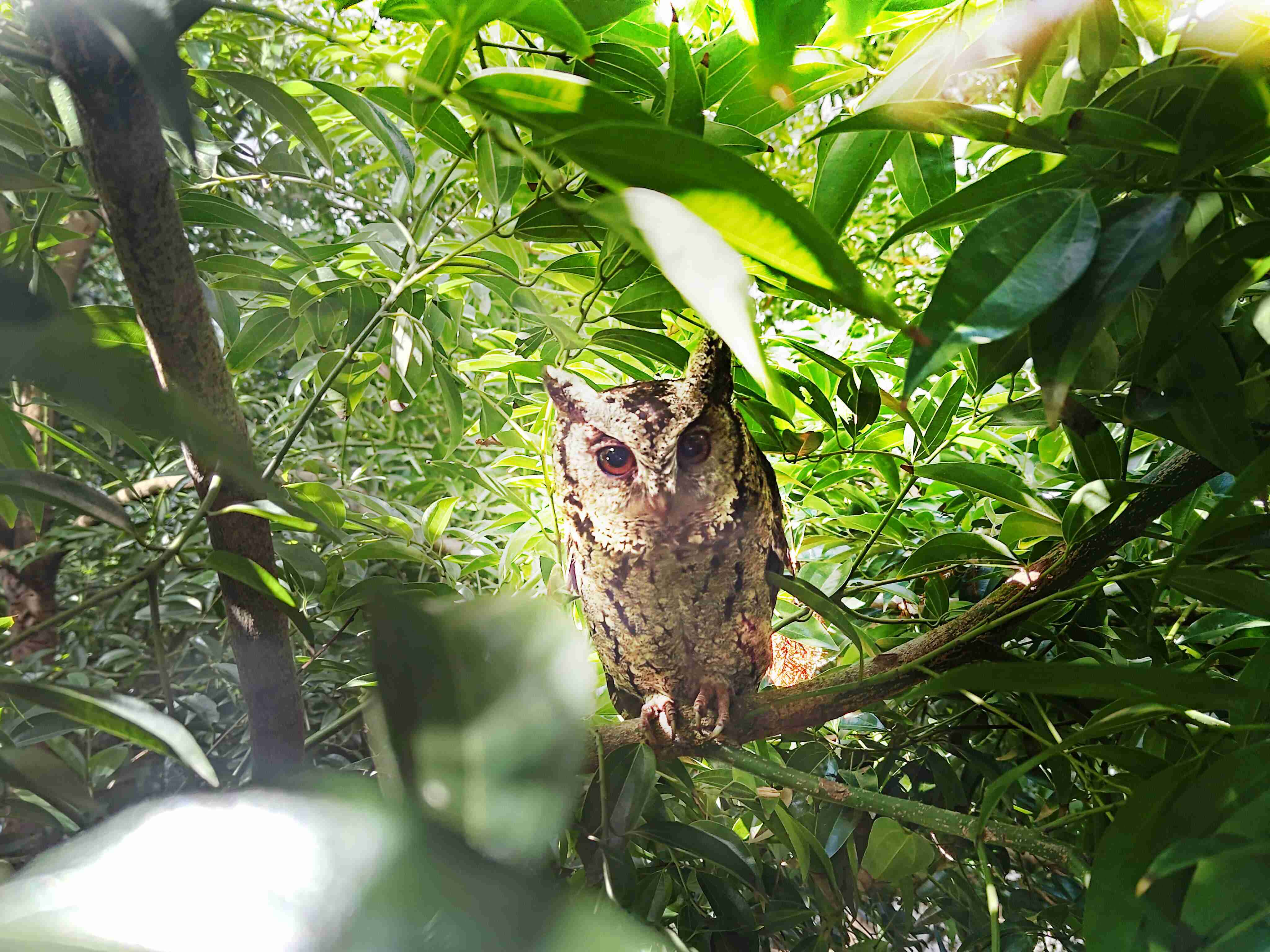 CG电子致力提倡净零绿生活，，，16年以来在全球各厂区植树逾百万棵，，，造就各厂区树木蔚然成林，，，犹如森林工厂，，，成为许多生物的栖息地
